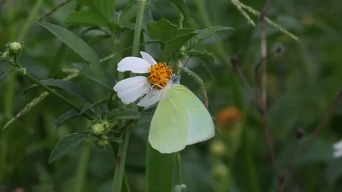 Butterfly pollinating flowers Video stock 241798831