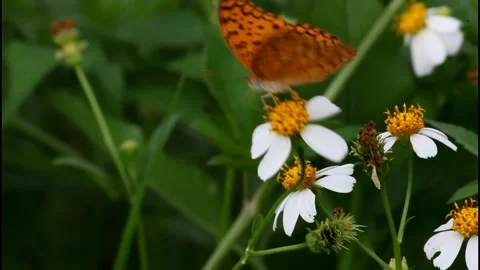 Butterfly pollinating  flowers Video stock 241798844
