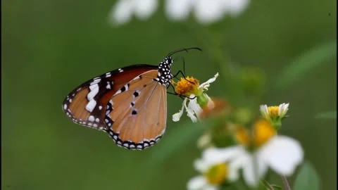 Butterfly pollinating  flowers Video stock 241798847