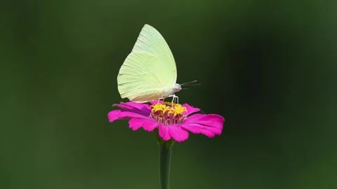 Butterfly pollinating Stock Footage 289686013