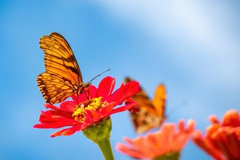 A butterfly pollinating Stock Photos