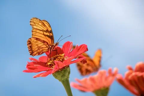 A butterfly pollinating Stock Photos
