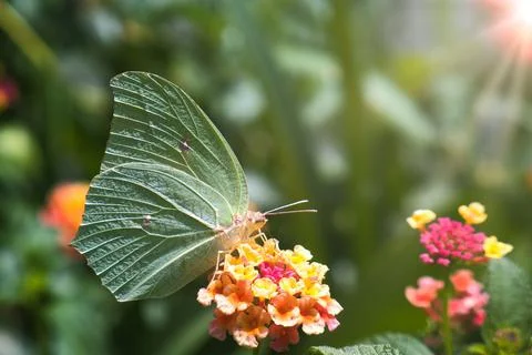 A butterfly pollinating Stock Photos