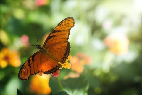 A butterfly pollinating Stock Photos
