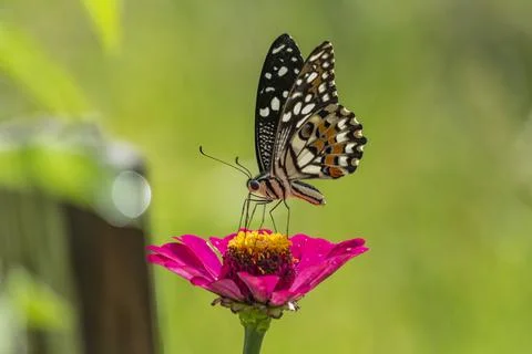 Butterfly pollinating Stock Photos