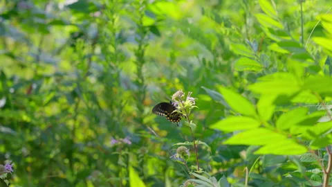 Butterfly in Pollinator Garden Vídeos de archivo 346264958