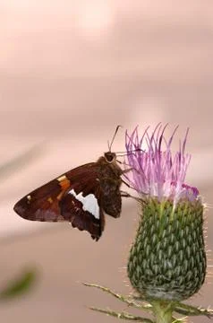 Butterfly Pollinator 스톡 사진