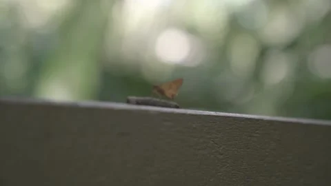 Butterfly on poop Video stock 145571971