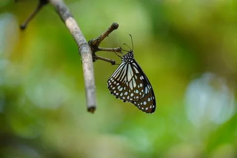 Butterfly Portrait Image Stock Photos