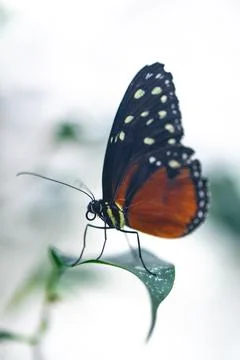 Butterfly Portrait Stock Photos