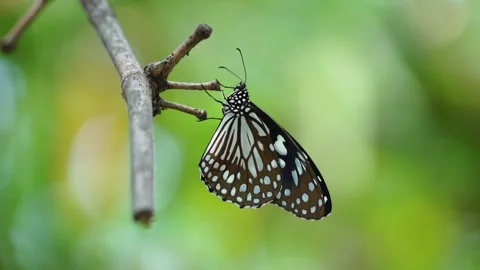 Butterfly Portrait Video Stock Footage 304565326