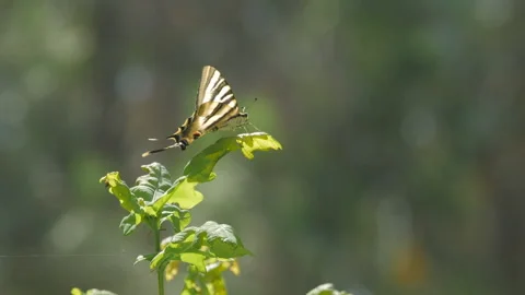 Butterfly Pose in the Spring Sun Stock Footage 135839161