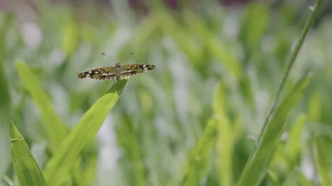 A butterfly posing on the green lawn under the radiant summer sun Video stock 305784012