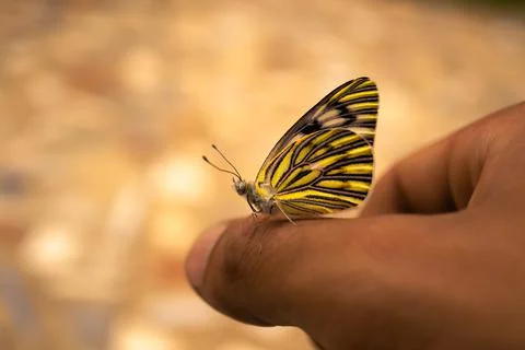 Butterfly posing on a human hand 写真素材