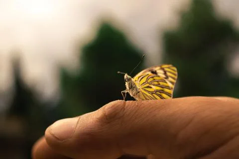 Butterfly posing on a human hand 写真素材
