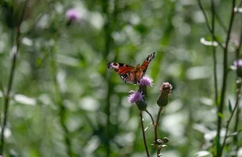 Butterfly on prickly flower Stock Photos