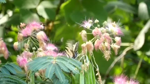 Butterfly Probe for Nectar Stock Footage 278010778