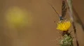 Butterfly Proboscis Macro - 2 Shots HD Footage