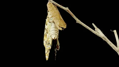 Butterfly Process 库存影片 205503930