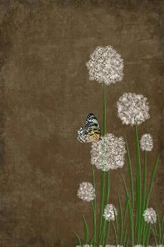 Butterfly on puff flower Illustrazione stock