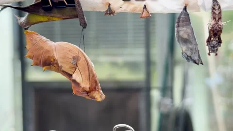 Butterfly Pupa Hanging in Controlled Environment Time-Lapse Stock Footage 320981936