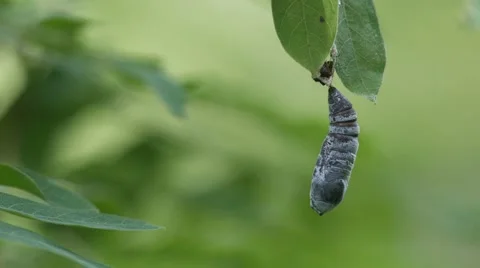 Butterfly pupa hanging under the leaf Stock Footage 67961255