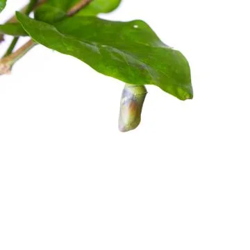 Butterfly pupa Stock Photos