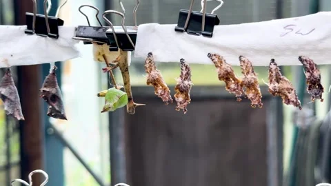 Butterfly Pupa Transformation on Hanging Row in Coffs Harbour Stock Footage 320090717