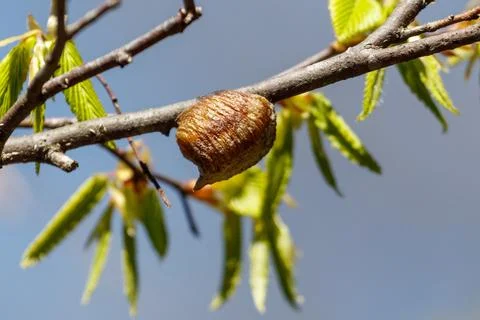 Butterfly pupa on a tree branch in spring Stock Photos