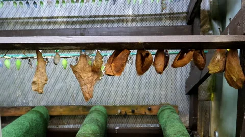 Butterfly pupae hanging inside hatchery Vidéo 146510302