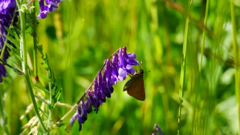 A butterfly on a purple flower eats nectar. Video stock 155861117