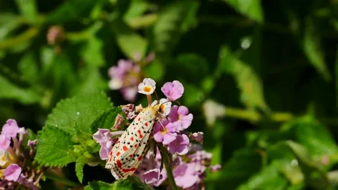 A butterfly on a purple flower eats nectar. 스톡 동영상 159193769