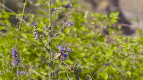A butterfly on the purple flower Stock Footage 139866954