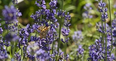 Butterfly on purple flowers Stock-Footage 109545308