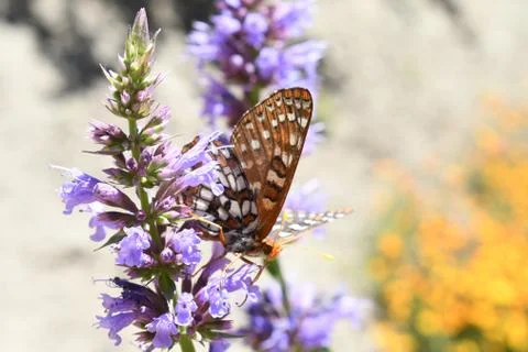 Butterfly on Purple Flowers Stock Photos