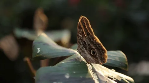 Butterfly putting eggs in a leaf Stock Footage 73235039