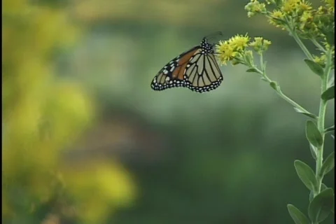 Butterfly Rack Focus 库存影片 296958