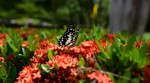 Butterfly in rape-seed flowers Video stock 64871380