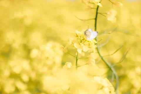 Butterfly in rapeseed fields Stock Photos