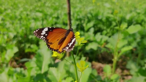 Butterfly on rapeseed flower Stock Footage 265011004