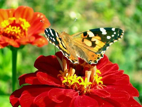 Butterfly is ready to fly Stock Photos