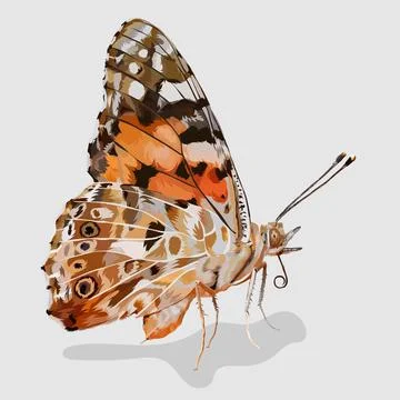 Butterfly realistic hand drawn vector and illustrations white backgrounds Stock Illustration