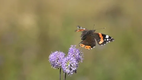Butterfly Red Admiral with a crippled wing flutters, slow motion Stock-Footage