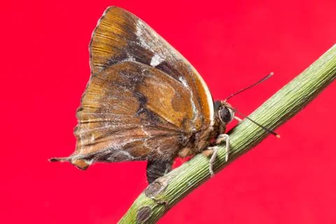 Butterfly on red background Stock Photos