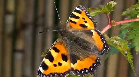 Butterfly red black. Stock Footage 54539312