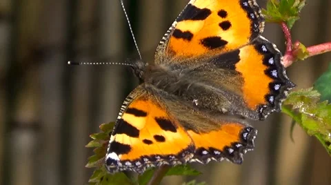 Butterfly red black. Stock Footage 54539314