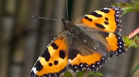 Butterfly red black. Stock Footage 54539315