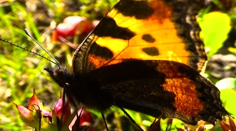 Butterfly red black. Stock Footage 55028754
