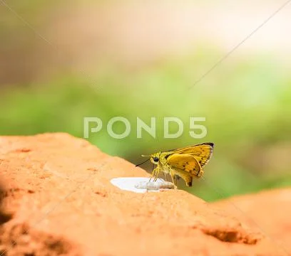Butterfly on a red brick islands in the park. Stock Photos