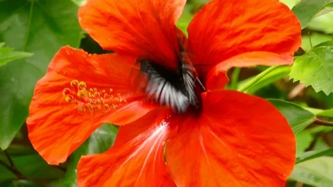 Butterfly red flower Video stock 106779338
